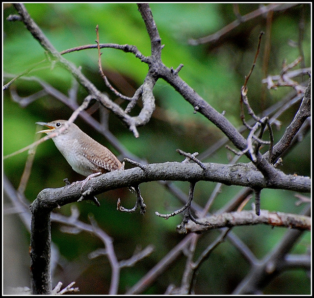 Bird song