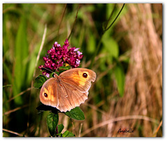 Myrtil Maniola jurtina