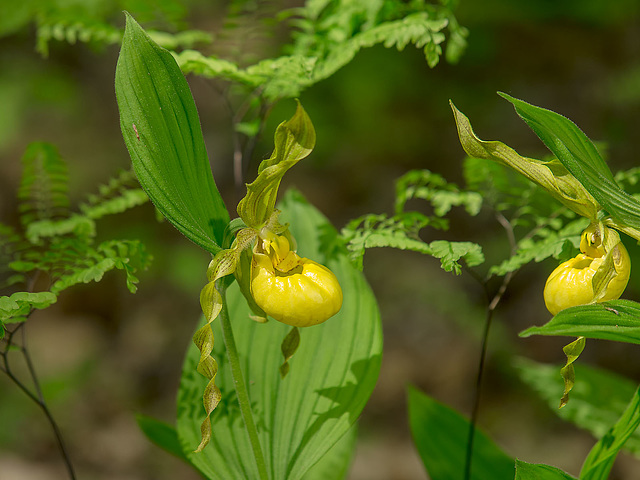 Cypripedium parviflorum var. pubescens (Large Yellow Lady's-slipper orchid)