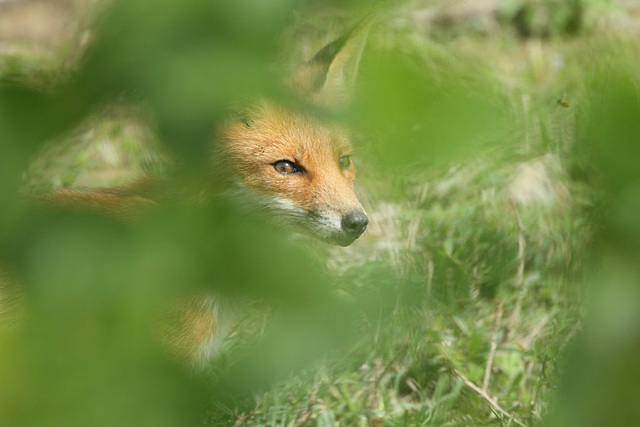 Renard juvénil