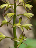 Aplectrum hyemale (Putty-root orchid, Adam and Eve orchid)