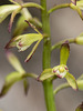 Aplectrum hyemale (Putty-root orchid, Adam and Eve orchid)