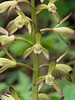 Aplectrum hyemale (Putty-root orchid, Adam and Eve orchid)