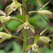 Aplectrum hyemale (Putty-root orchid, Adam and Eve orchid)