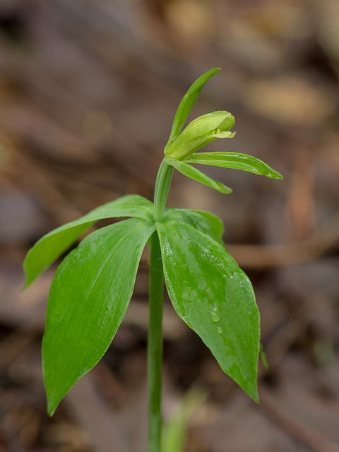 Isotria medeoloides (Small Whorled Pogonia orchid)