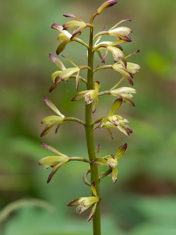 Aplectrum hyemale (Putty-root orchid, Adam and Eve orchid)