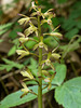 Aplectrum hyemale (Putty-root orchid, Adam and Eve orchid)