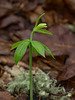 Isotria medeoloides (Small Whorled Pogonia orchid) -- more below