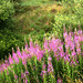 Rosebay Willow Herb in Abundance