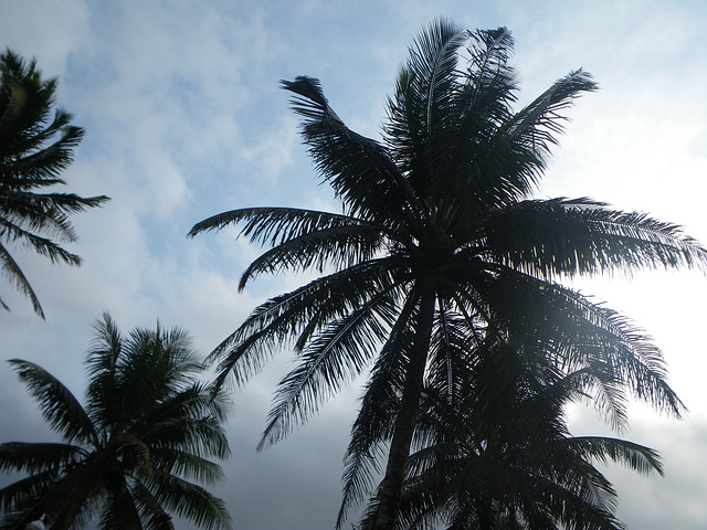 Tropic Pradise