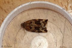 Variegated Golden Tortrix