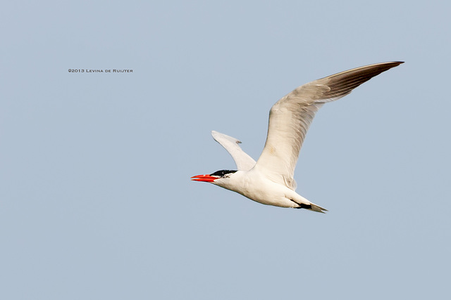 Caspian Tern / Reuzenstern (Hydroprogne caspia)