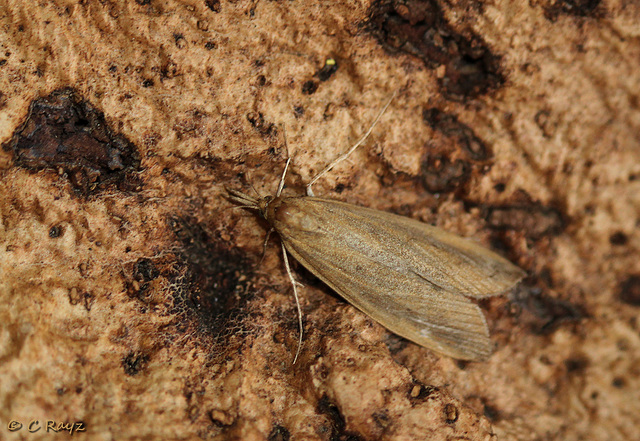 Schoenobius gigantella