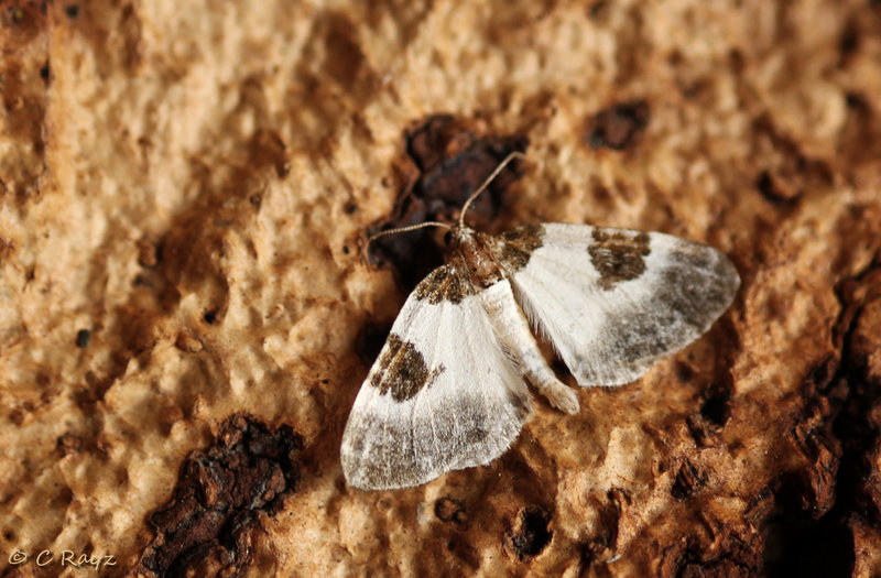 Blue-bordered Carpet