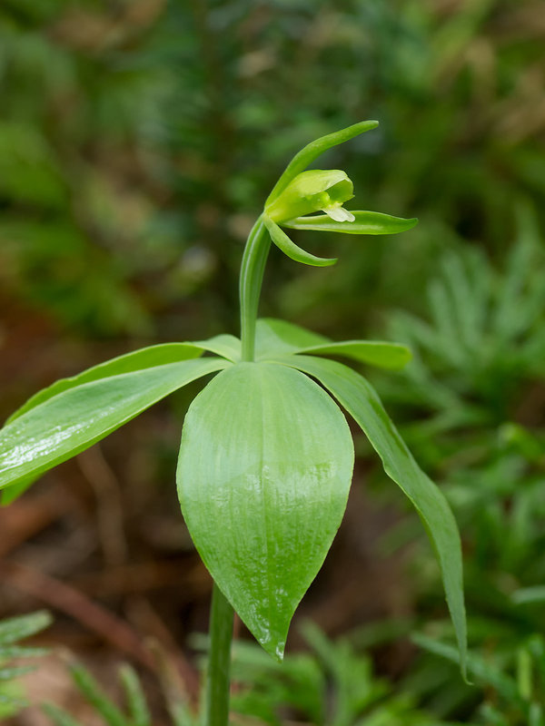 Isotria medeoloides (Small Whorled Pogonia orchid)