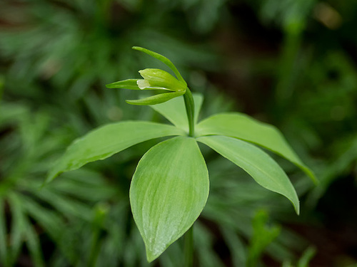Isotria medeoloides (Small Whorled Pogonia orchid) -- more below