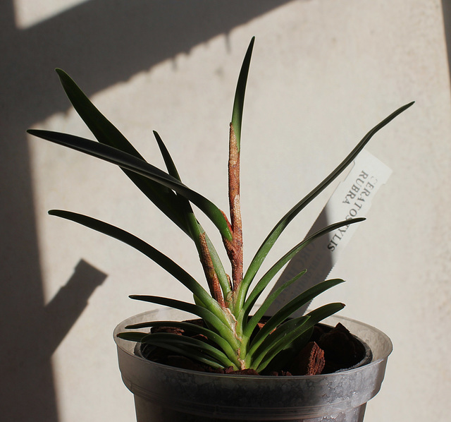 Ceratostylis rubra
