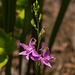 Calopogon tuberosus (Common Grass-pink orchid) in the front yard bog garden