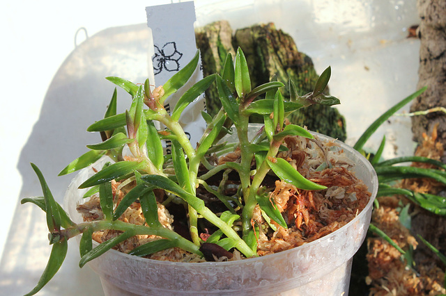 Epidendrum porpax