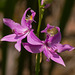 Calopogon tuberosus (Common Grass-pink orchid) in the front yard bog garden
