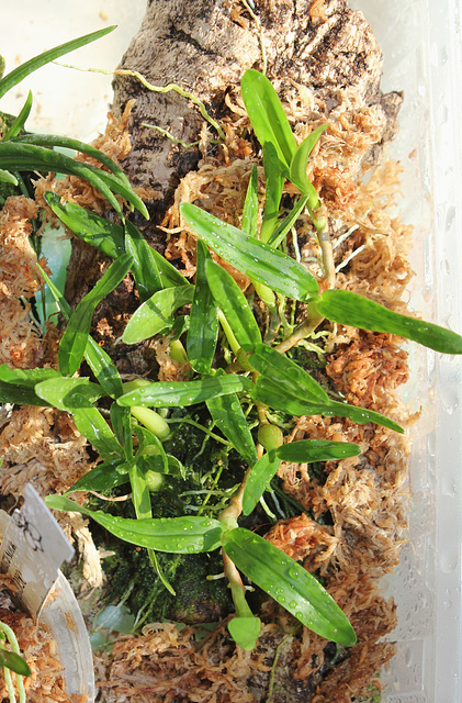 Epidendrum pseudobulbon