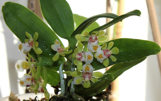 Gastrochilus japonicus