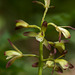 Aplectrum hyemale (Putty-root orchid, Adam-and-Eve orchid)