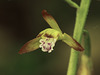 Aplectrum hyemale (Putty-root orchid, Adam-and-Eve orchid)