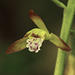 Aplectrum hyemale (Putty-root orchid, Adam-and-Eve orchid)