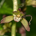 Aplectrum hyemale (Putty-root orchid, Adam-and-Eve orchid) + aphid + inchworm