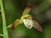Aplectrum hyemale (Putty-root orchid, Adam-and-Eve orchid)