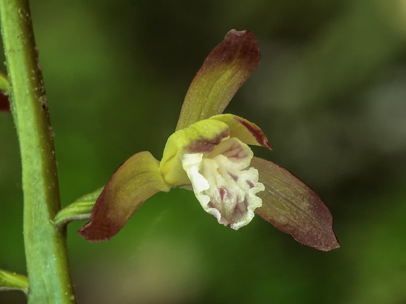 Aplectrum hyemale (Putty-root orchid, Adam-and-Eve orchid)