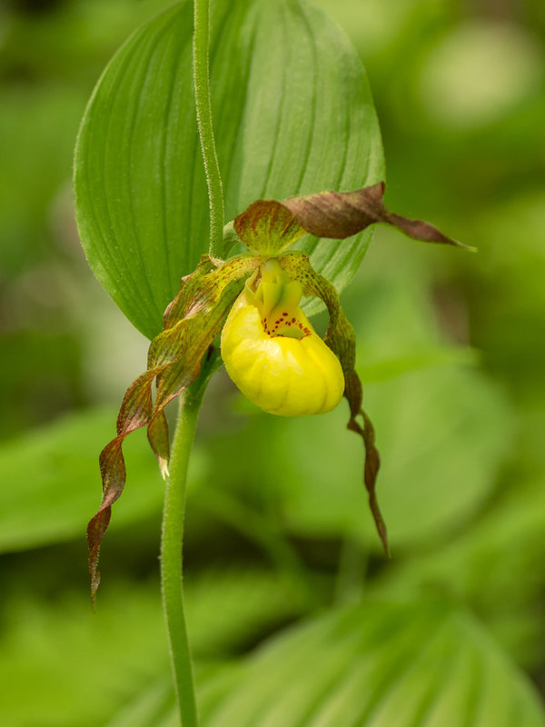 Cypripedium parviflorum var. parviflorum (Small Yellow Lady's-slipper orchid)