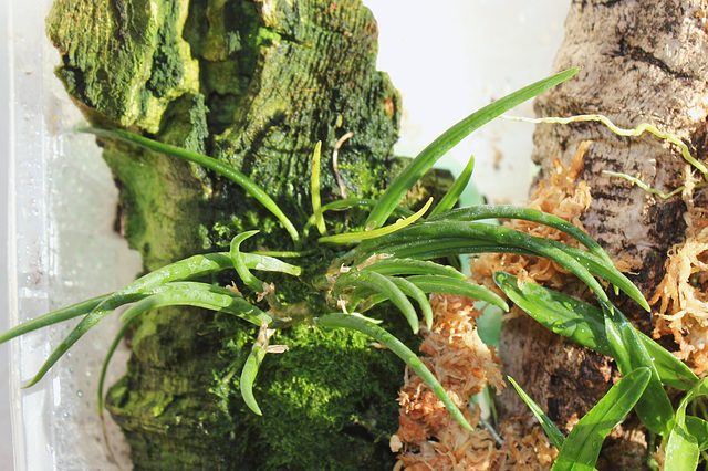 Leptotes bohnkiana