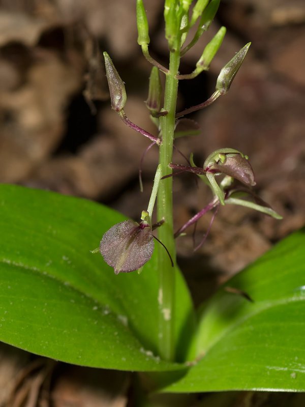 Liparis liliifolia (Lily-leaved Twayblade orchid)