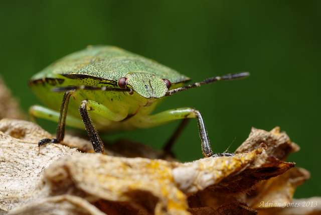 Common Green Shieldbug (Palomena prasina)