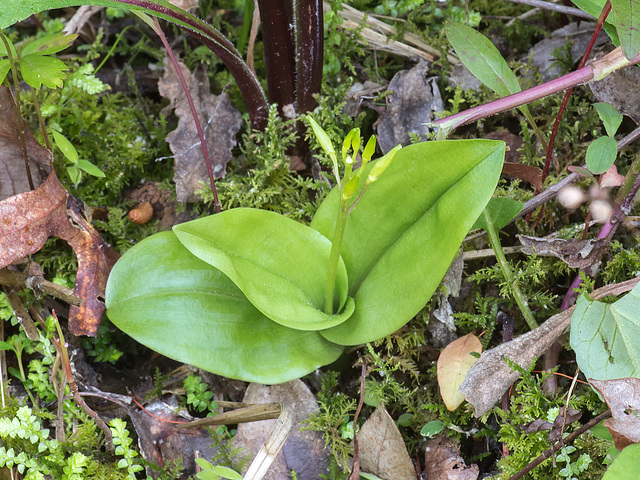 Liparis liliifolia (Lily-leaved Twayblade orchid) -- rare three-leaved plant