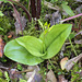 Liparis liliifolia (Lily-leaved Twayblade orchid) -- rare three-leaved plant