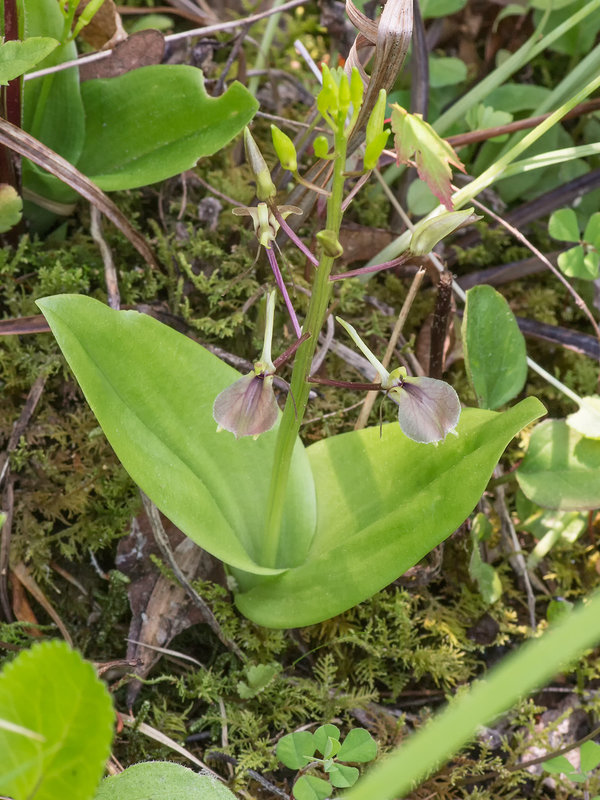 Liparis liliifolia (Lily-leaved Twayblade orchid)
