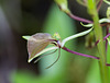 Liparis liliifolia (Lily-leaved Twayblade orchid)