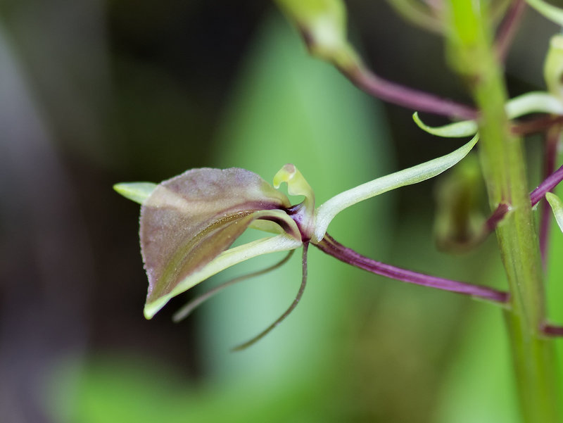 Liparis liliifolia (Lily-leaved Twayblade orchid)