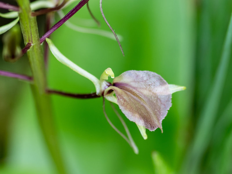 Liparis liliifolia (Lily-leaved Twayblade orchid)
