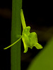 Liparis loeselii (Loesel's Twayblade orchid)