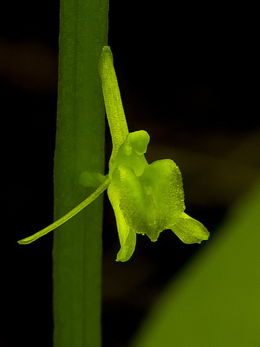 Liparis loeselii (Loesel's Twayblade orchid)