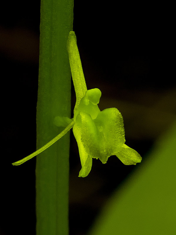 Liparis loeselii (Loesel's Twayblade orchid)