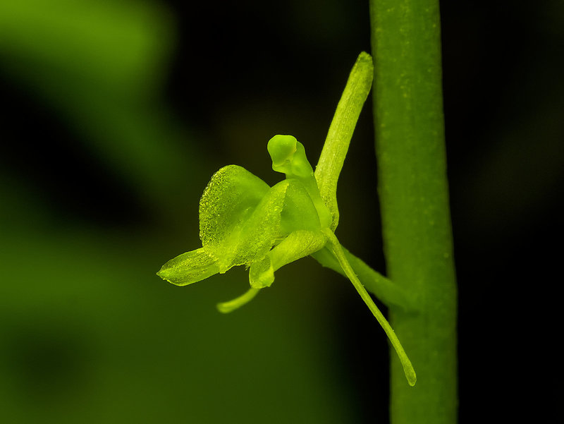 Liparis loeselii (Loesel's Twayblade orchid)