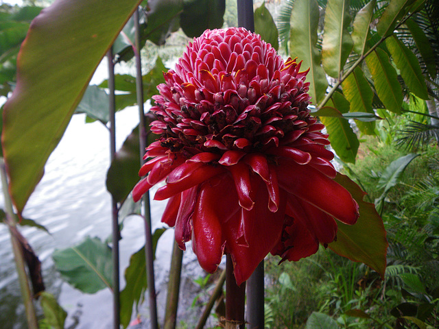 Amazing bloom, Aframomum angustifolium