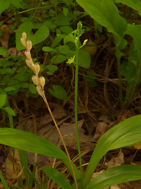 Liparis loeselii (Loesel's Twayblade orchid) with last year's seed capsules