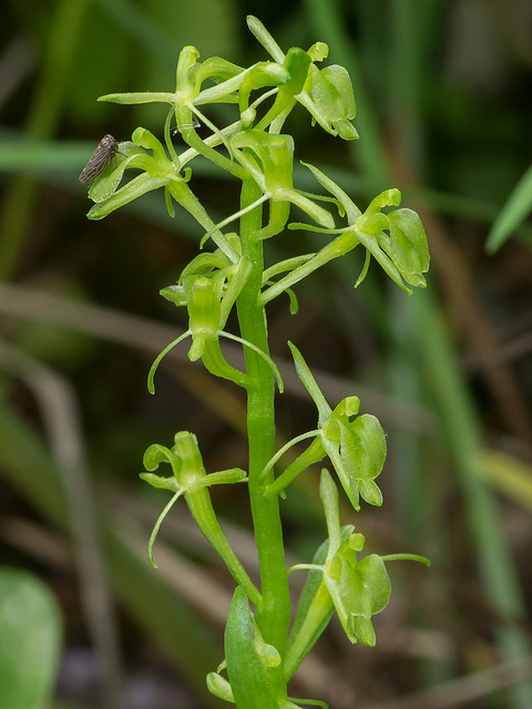 Liparis loeselii (Loesel's Twayblade orchid)