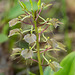 Liparis liliifolia (Lily-leaved Twayblade orchid)